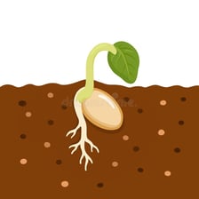 Illustration of a gardener planting a bean seed in soil
