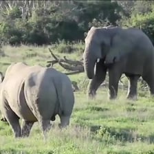 An elephant and a rhinoceros feeding on grass.