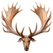 A single branched moose antler shown in close-up