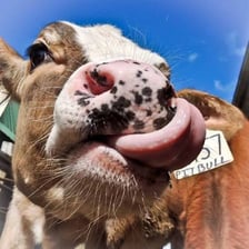 A cow chewing with its mouth moving as it ruminates.