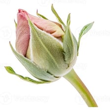 A flower bud beginning to open, illustrating emerging development
