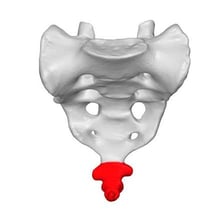 An anatomical illustration highlighting the coccyx, or tailbone, at the base of the spine