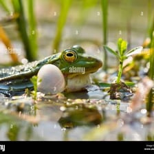 A frog sitting near a pond and making its characteristic croaking call