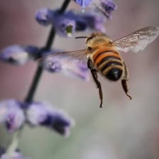 A honeybee near a flower, representing its characteristic buzzing sound.
