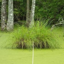 A dense stand of sedge plants growing in a marsh
