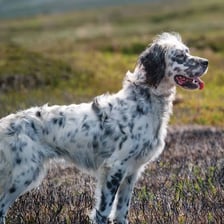 An English setter standing in a field while hunting.