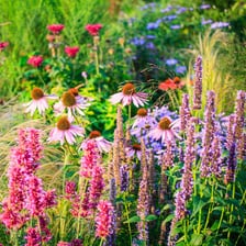 A plant covered in open flowers.