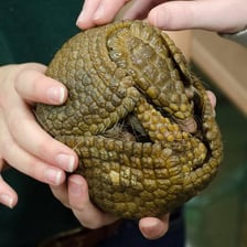 A nine-banded armadillo showing its hard, segmented shell.