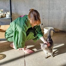 A person affectionately petting a domestic cat