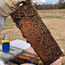 Honey bees working on a honeycomb filled with honey.