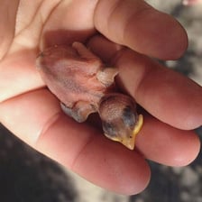 A newly hatched chick with soft yellow down.