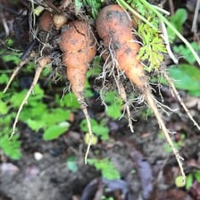 Fresh carrots and turnips displayed with their roots visible