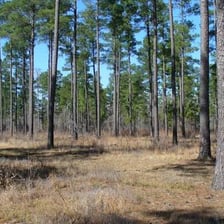 A low-lying forest ecosystem with widely spaced trees and flat terrain