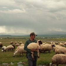 A shepherd standing with a flock of sheep