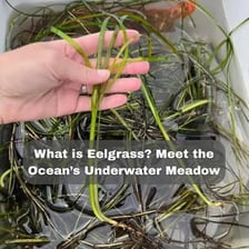 Green eelgrass growing in an underwater coastal meadow.