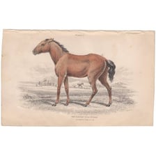 Illustration of a tarpan, the extinct Eurasian wild horse