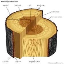 A cross-section of a tree trunk showing the dark central heartwood