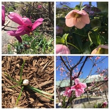 Flowering trees and fresh greenery representing spring near the vernal equinox