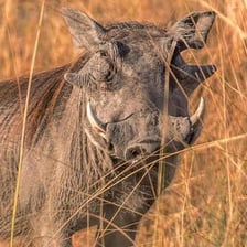 An African warthog showing its prominent tusks in a grassland setting.