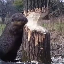 A beaver gnawing the trunk of a tree