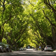 A broad urban avenue extending between rows of buildings and trees