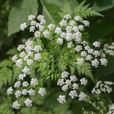 Poison hemlock plant with small white flowers