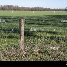 A strip of vegetation beside a fence at the edge of a farm field.