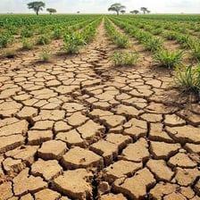 Dry, cracked farmland with struggling crops during a drought.