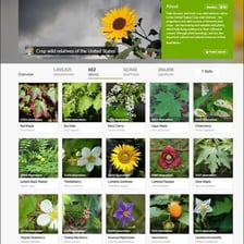 A scientific illustration showing plant seeds and genetic diversity