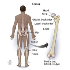 An anatomical illustration showing the femur as the long bone of the thigh.