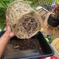 A plant lifted with its roots and surrounding soil intact.