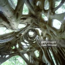 Tree branches twisted and interlaced with one another