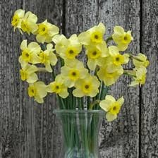 A jonquil plant with fragrant yellow flowers.