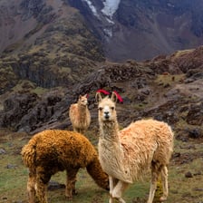 An alpaca standing in an Andean mountain landscape.