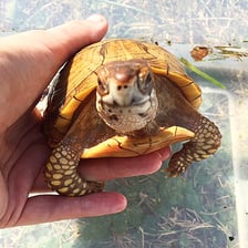 Turtles viewed from above with their hard protective shells clearly visible.