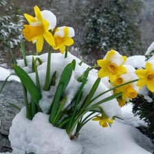 A flower bulb producing green shoots in soil