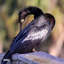 A bird grooming its feathers with its beak