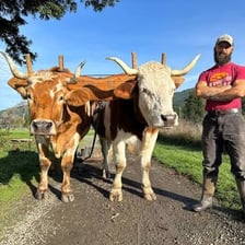Two oxen harnessed together as a working pair