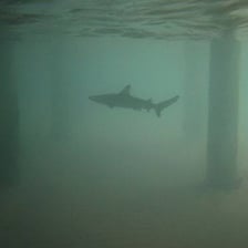 A photograph showing murky, low-visibility water.