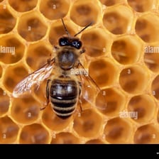 A close-up view of hexagonal honeycomb inside a beehive.