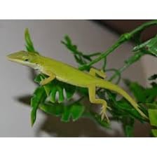 A green anole lizard perched on a branch.