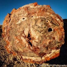 Piece of petrified wood showing wood grain preserved in stone