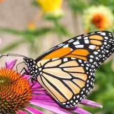 Monarch butterflies during seasonal migration