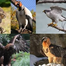 A hawk capturing prey, illustrating predacious behavior.