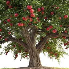 An orchard tree bearing abundant ripe fruit.