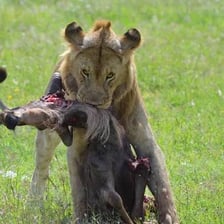 A predator feeding on captured prey.