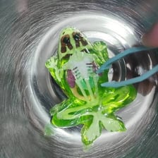 A close-up view of a frog with wet, glossy skin.