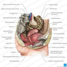 An anatomical illustration showing the human abdomen