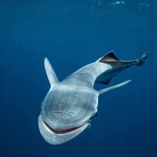 Remora, also called a suckerfish, attached to a shark