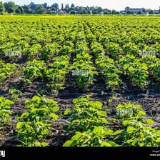 Lush farmland producing abundant crops.
